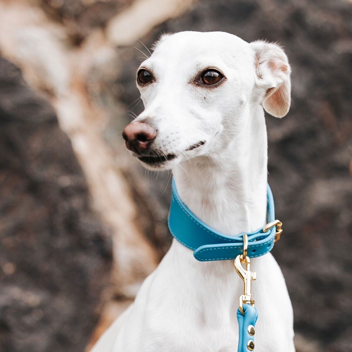 Collar of Sweden collar wide neon blue