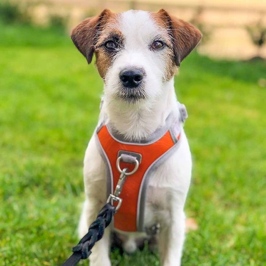 Hurtta Venture No-Pull Harness buckthorn