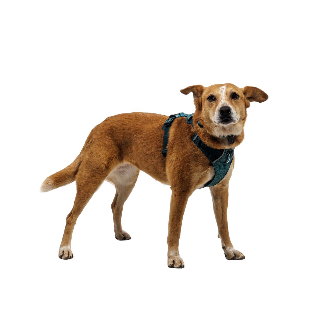 Ruffwear Front Range Flex Harness, Deep Teal