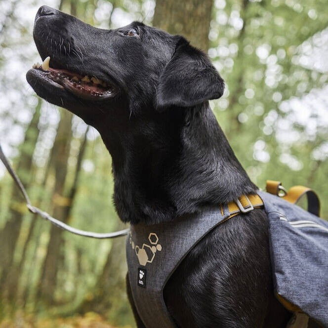 Hurtta Expedition Pack ECO blackberry