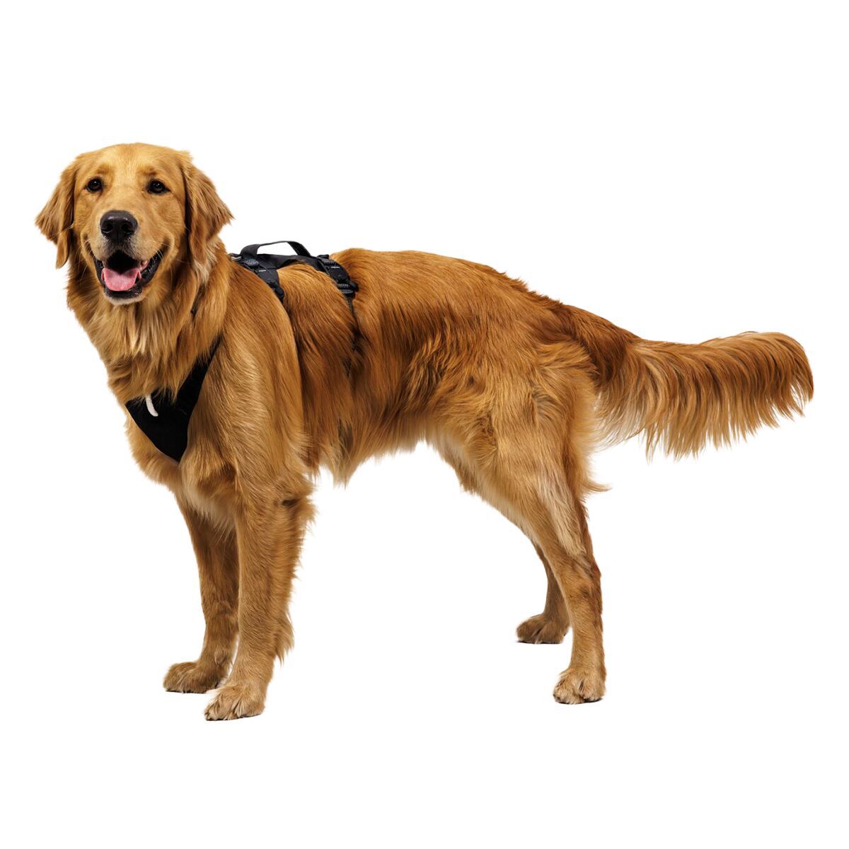 Ruffwear Ridgeline Harness Obsidian Black