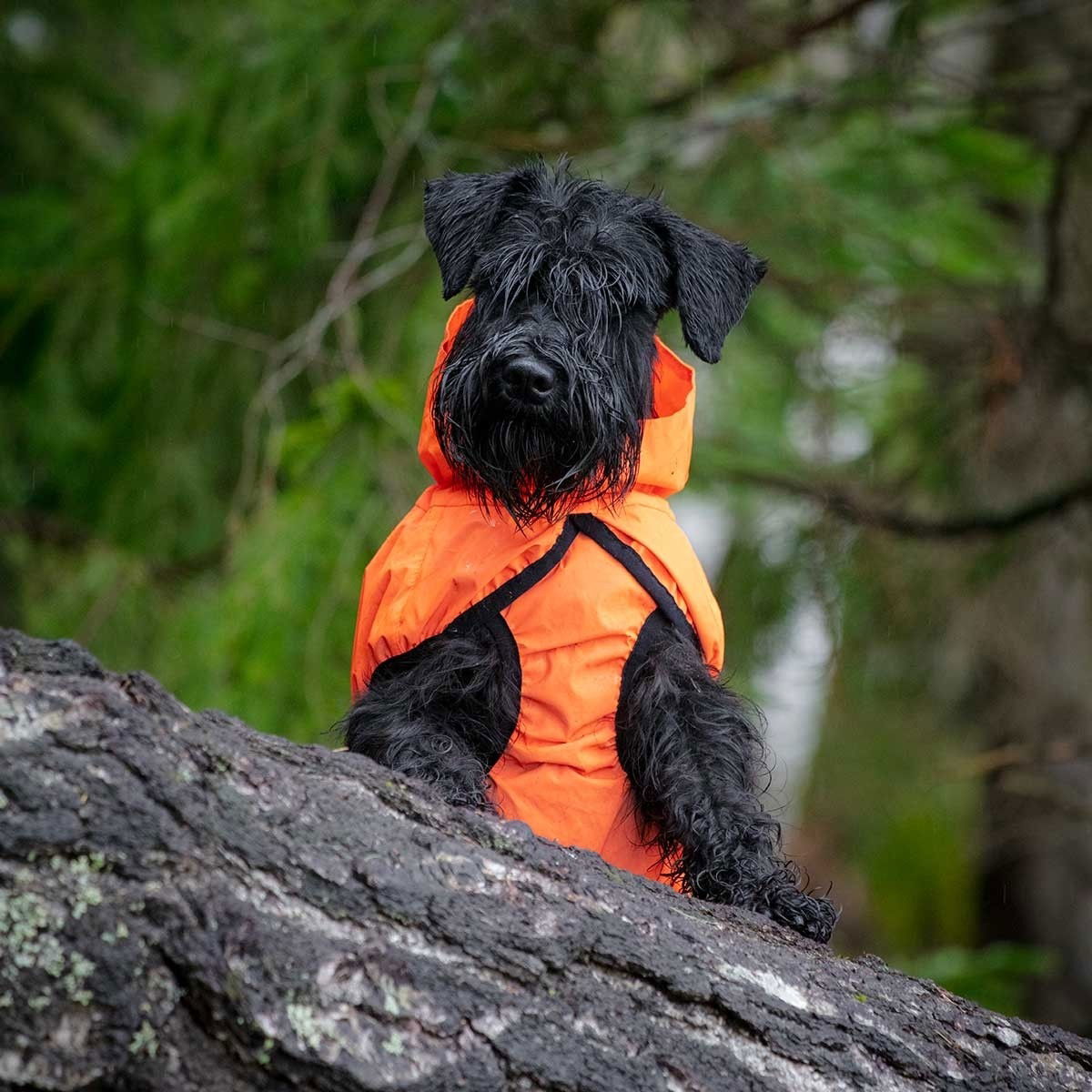 Feel Active Color reflective raincoat orange