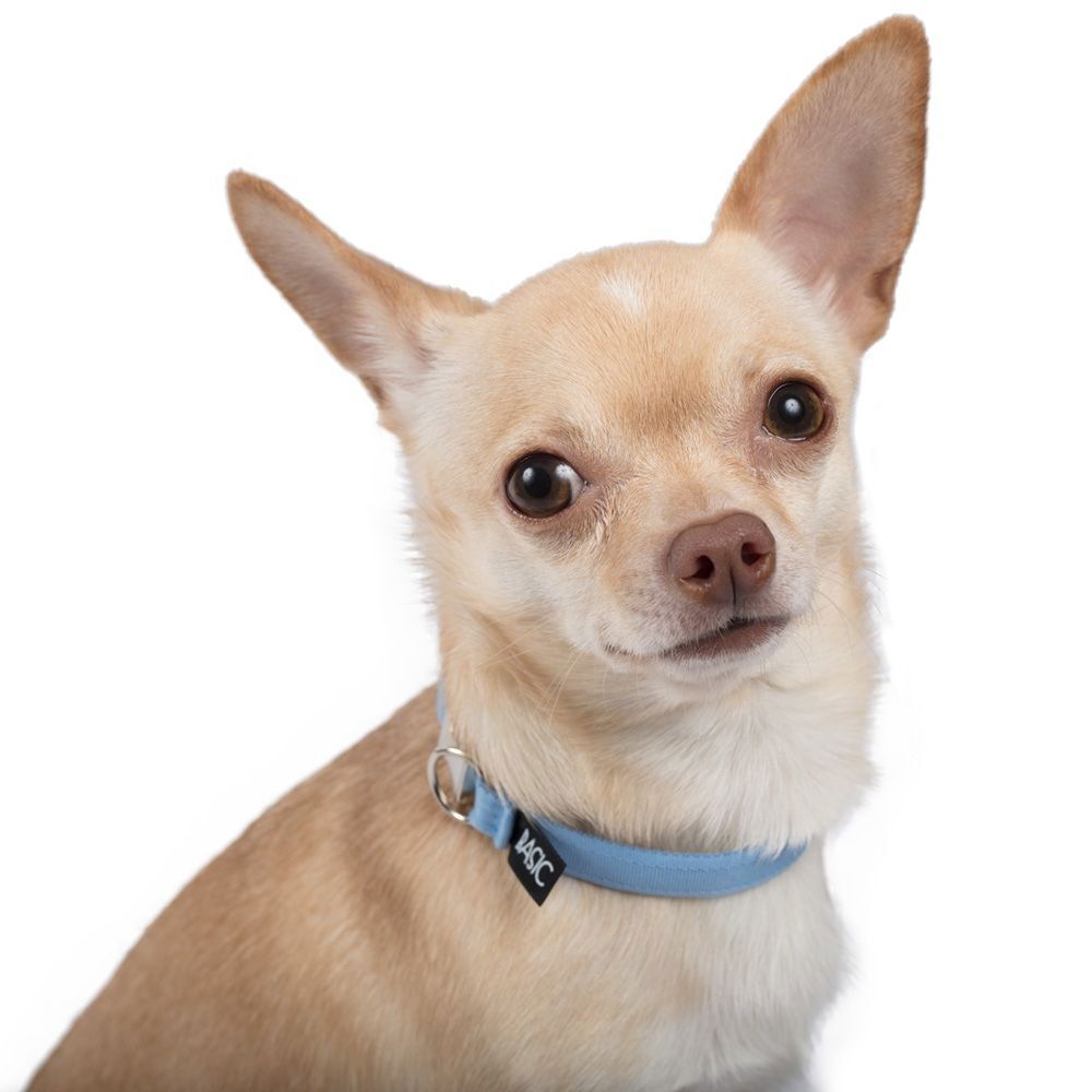 Basic Sweet halsband med metalllås 20-30cm