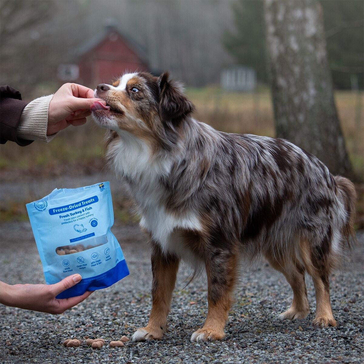 Buddy Freeze-dried Turkey&Fish 100g