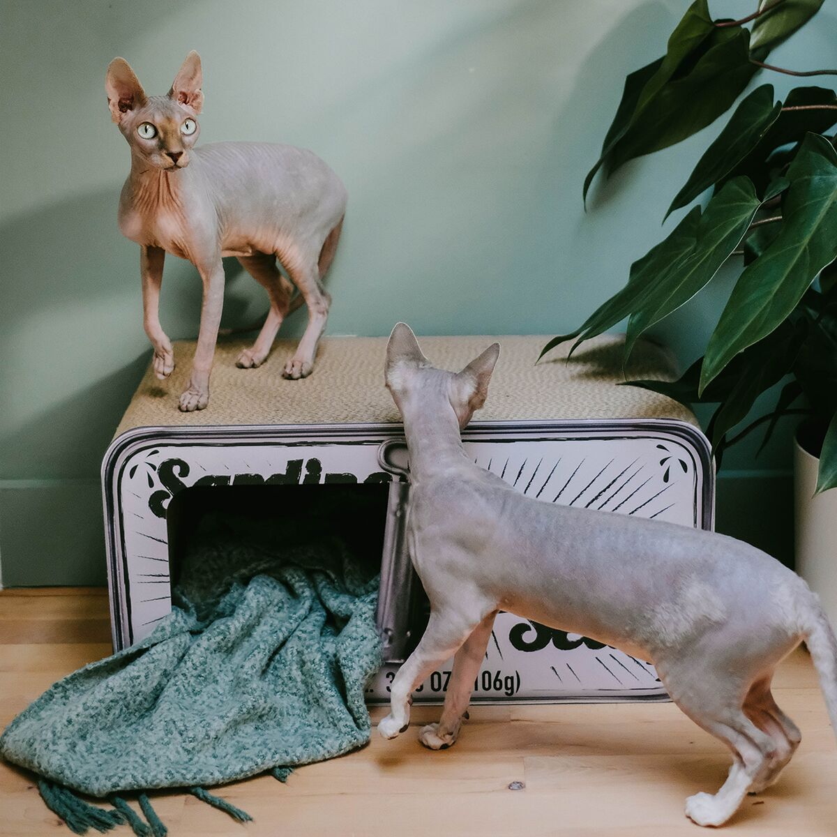 Cardboard scratcher District 70 Sardine