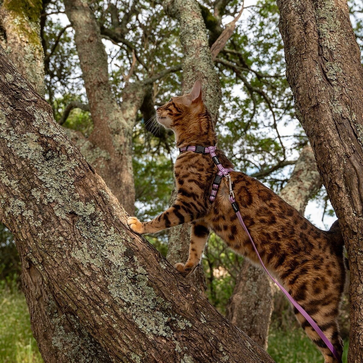 Rogz AlleyCat reflective harness with leash