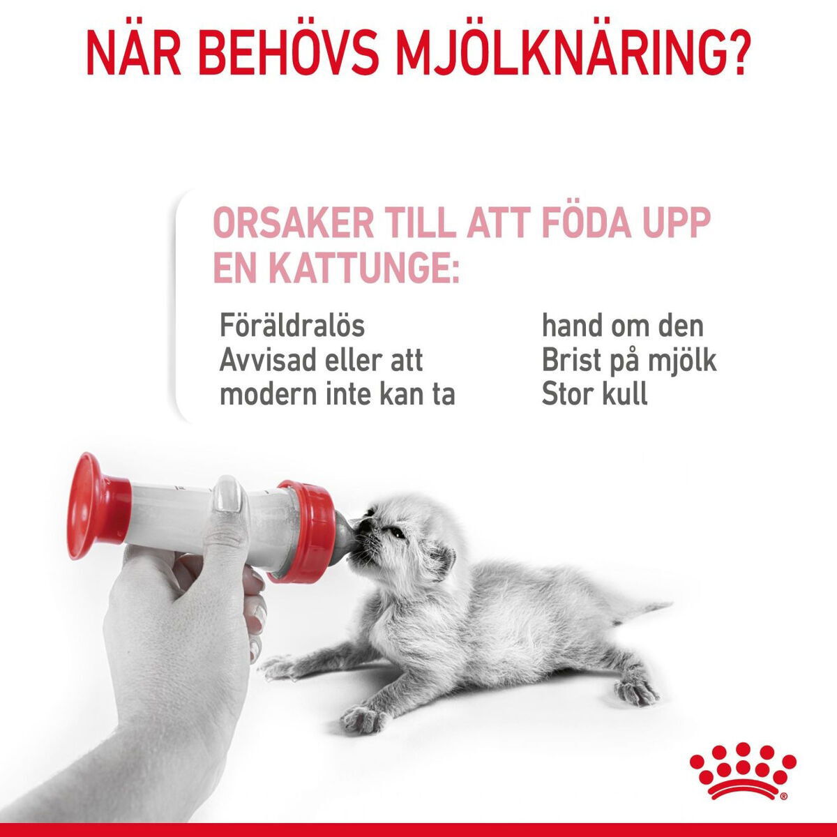 Royal Canin Babycat Milk mjölk för kattunge