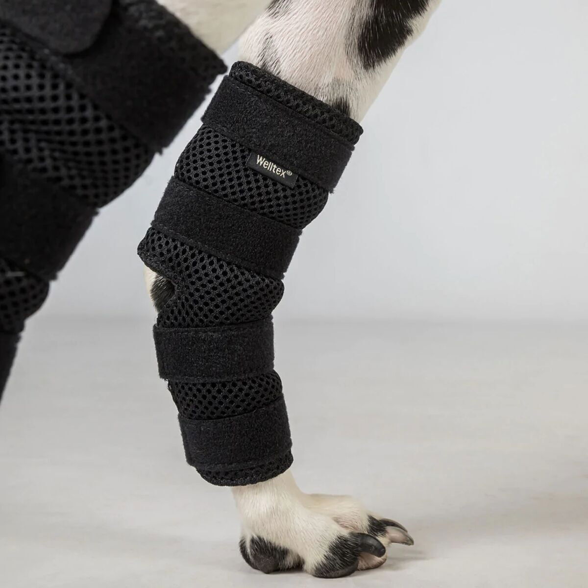 Back On Track Dixie dog hock brace