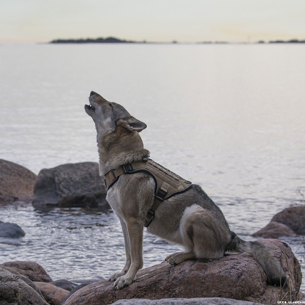 Cerberos Tactical harness Desert Brown