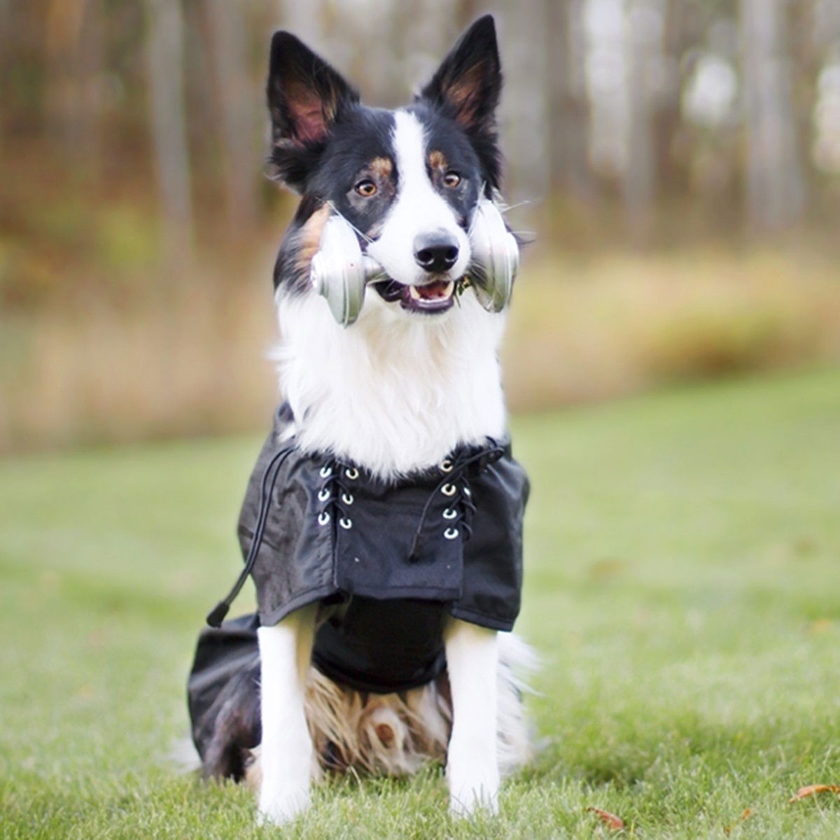 Back on Track Hundregntäcke utan stoppning, Svart