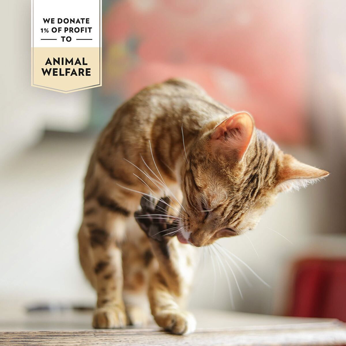 Prima Cat Soup Kyckling i Buljong