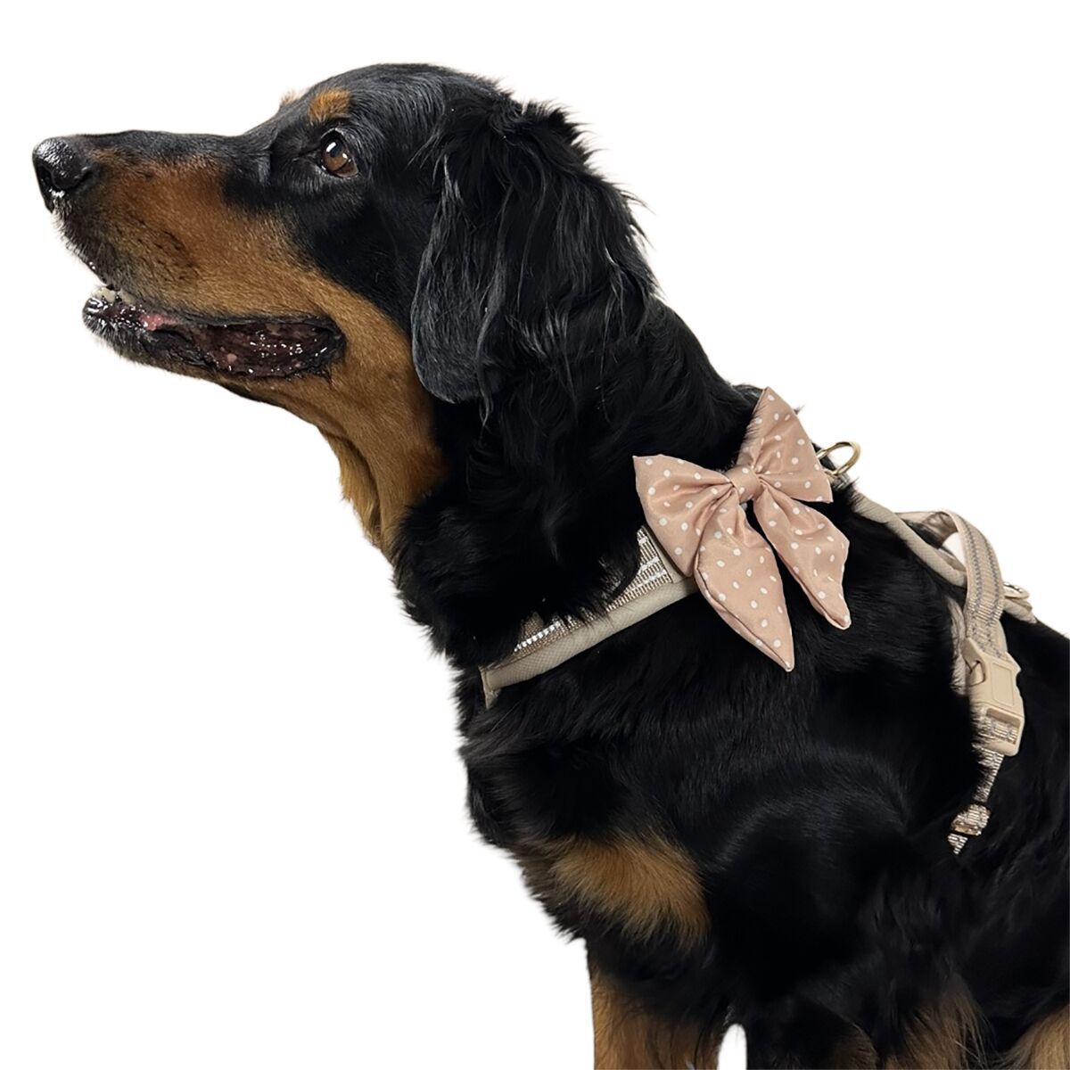 Trufois Sailor Bow Bambi