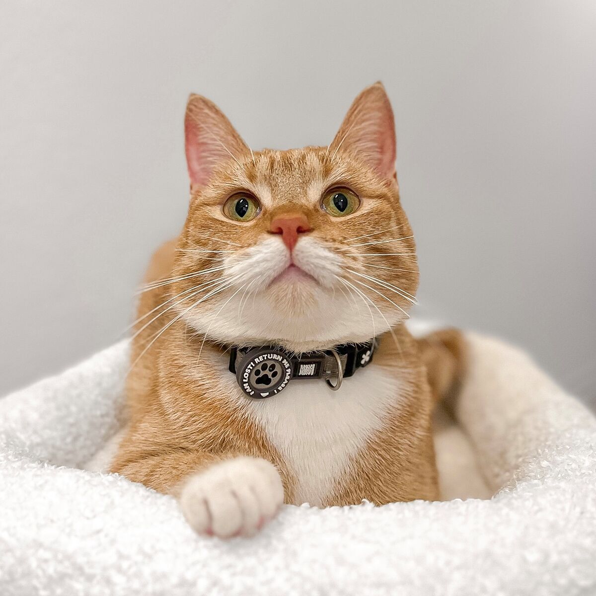 Max&Molly Smart ID Cat Collar Matrix 2.0