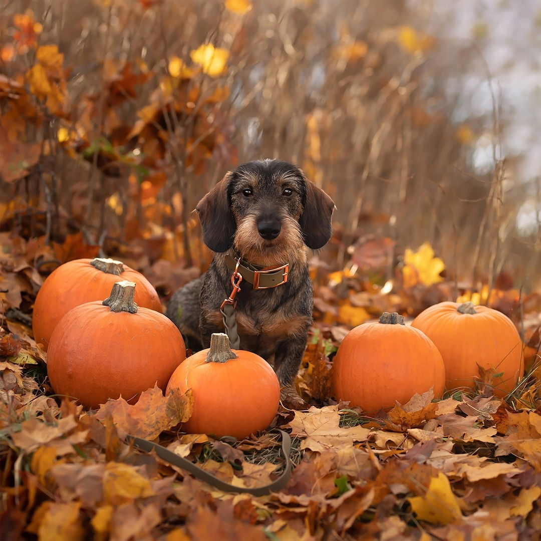 Tyylivoitto Classy collar olive