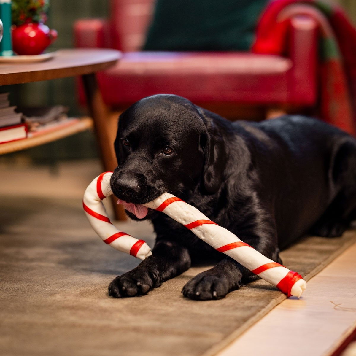 Xmas Chew Candy Cane 46cm for dogs