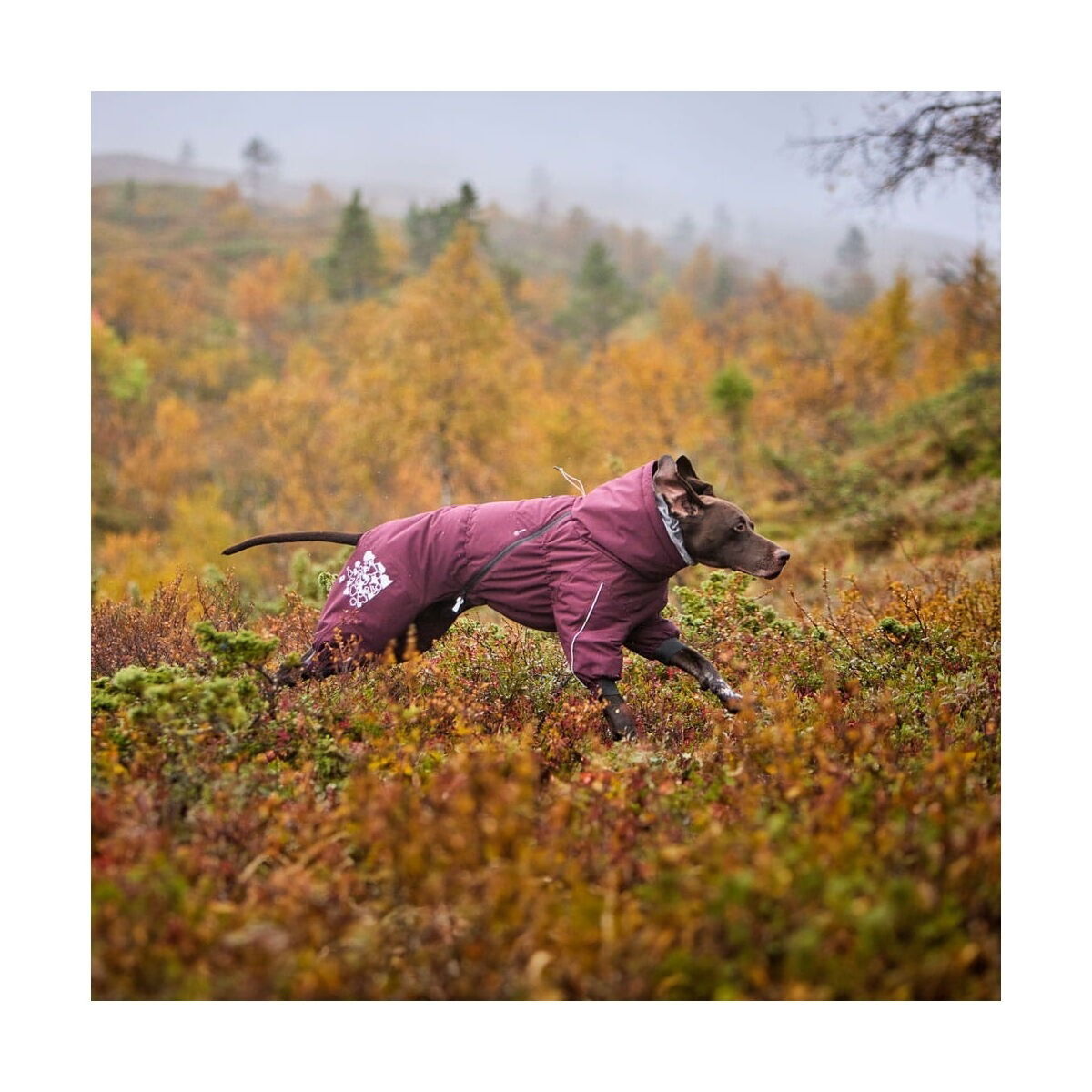 Hurtta Extreme Hundoverall Lila