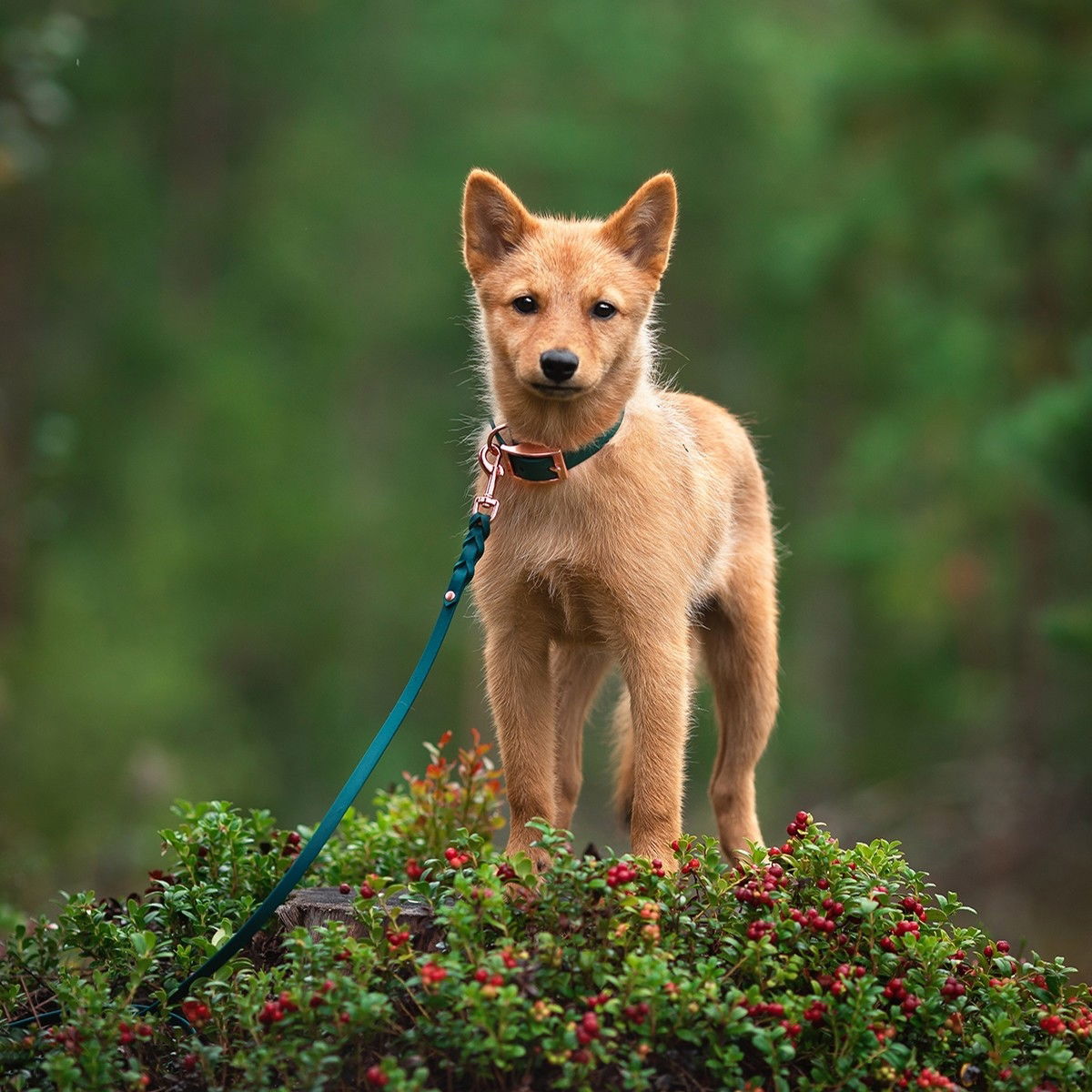 Tyylivoitto Braid leash, emerald