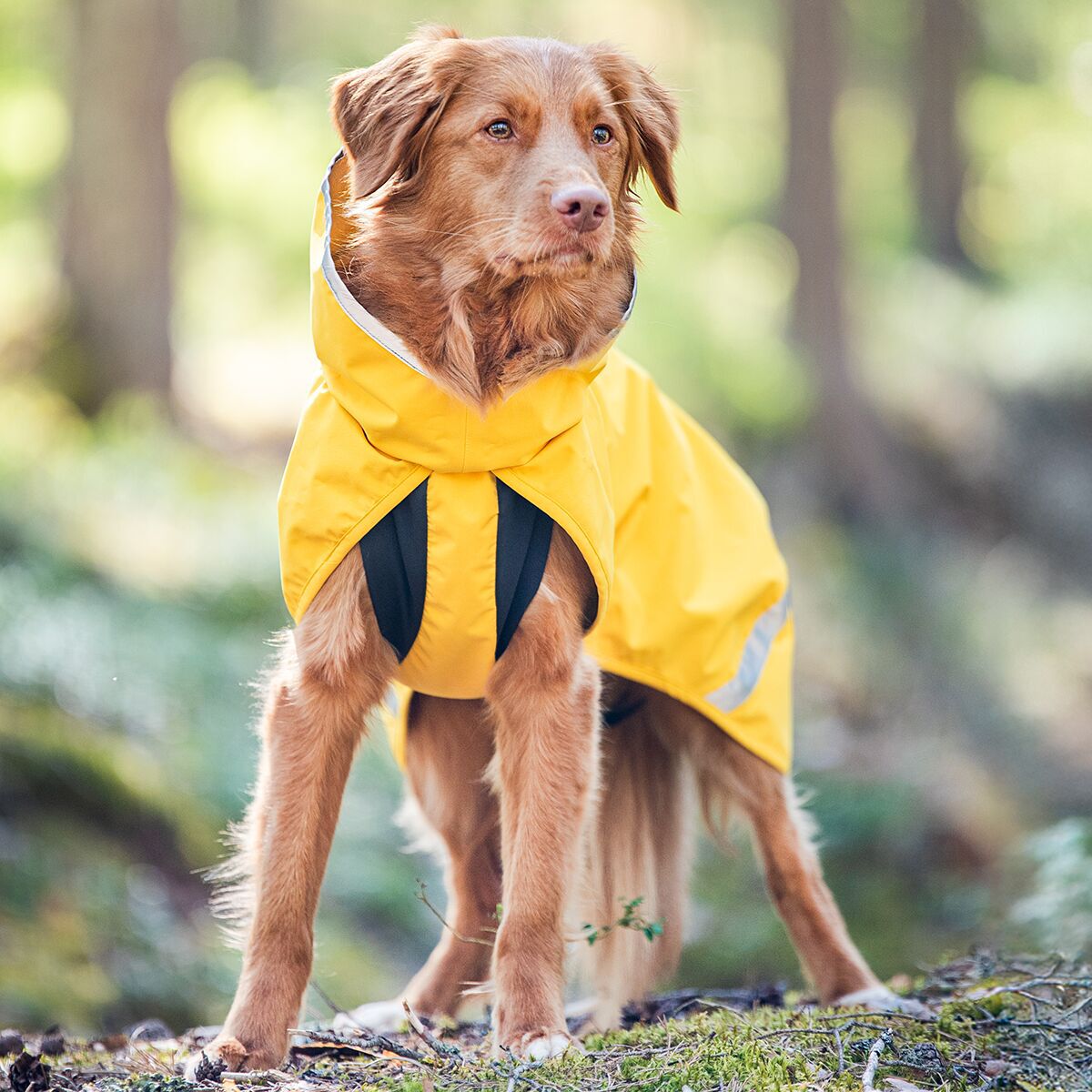 Pomppa Kuori Regnjacka till Hund Lemonade