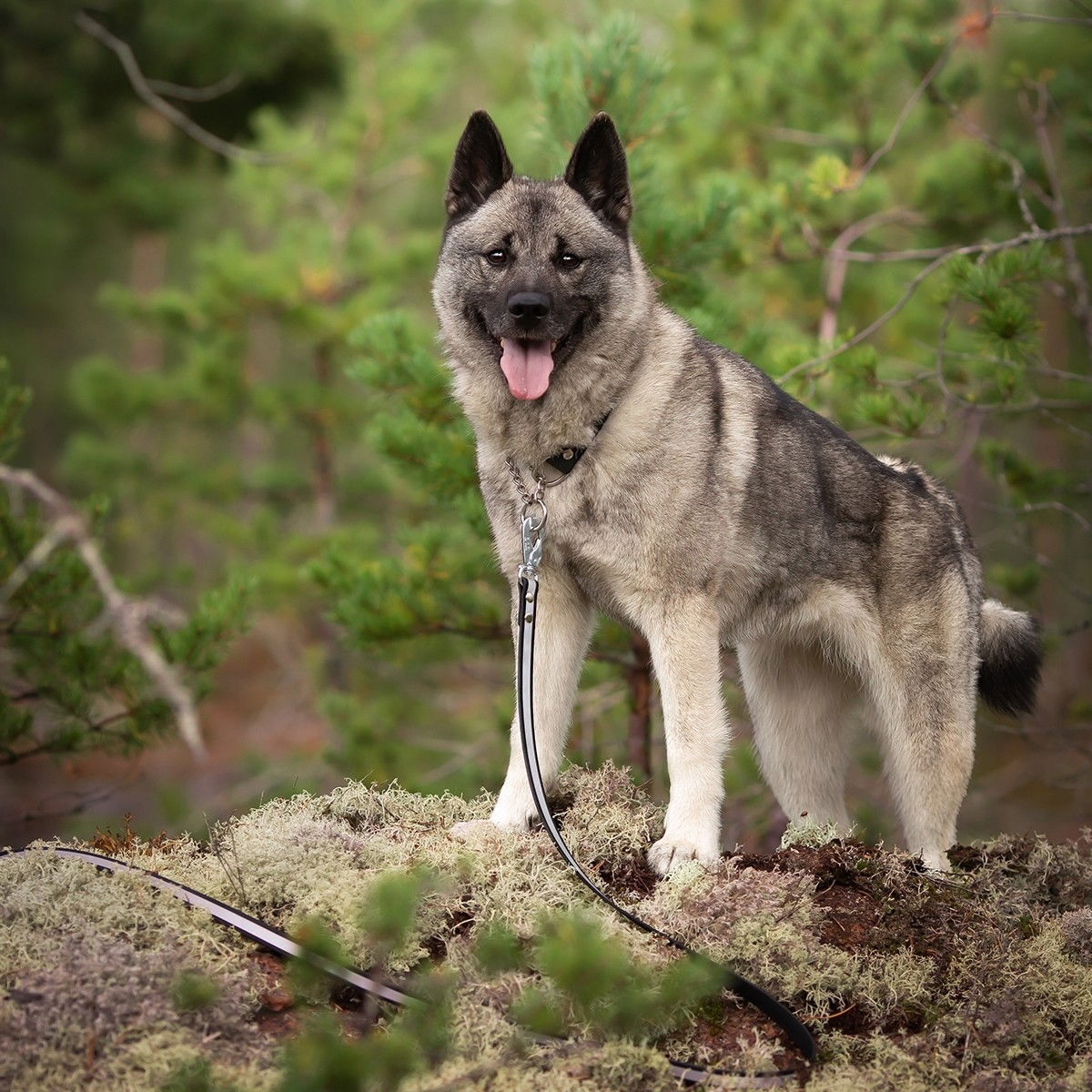 Tyylivoitto Shine Eazy leash, black