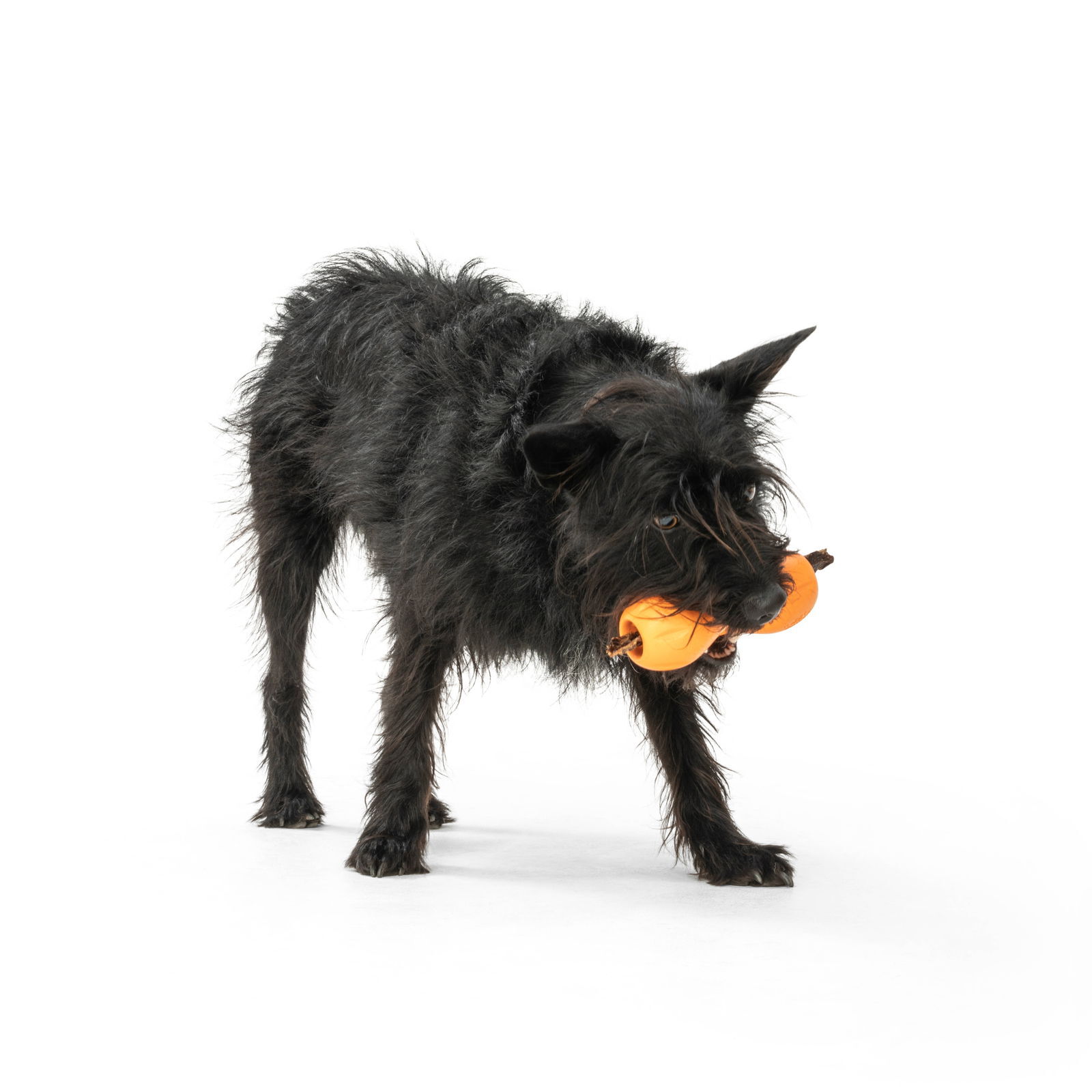 West Paw Qwizl tangerine orange