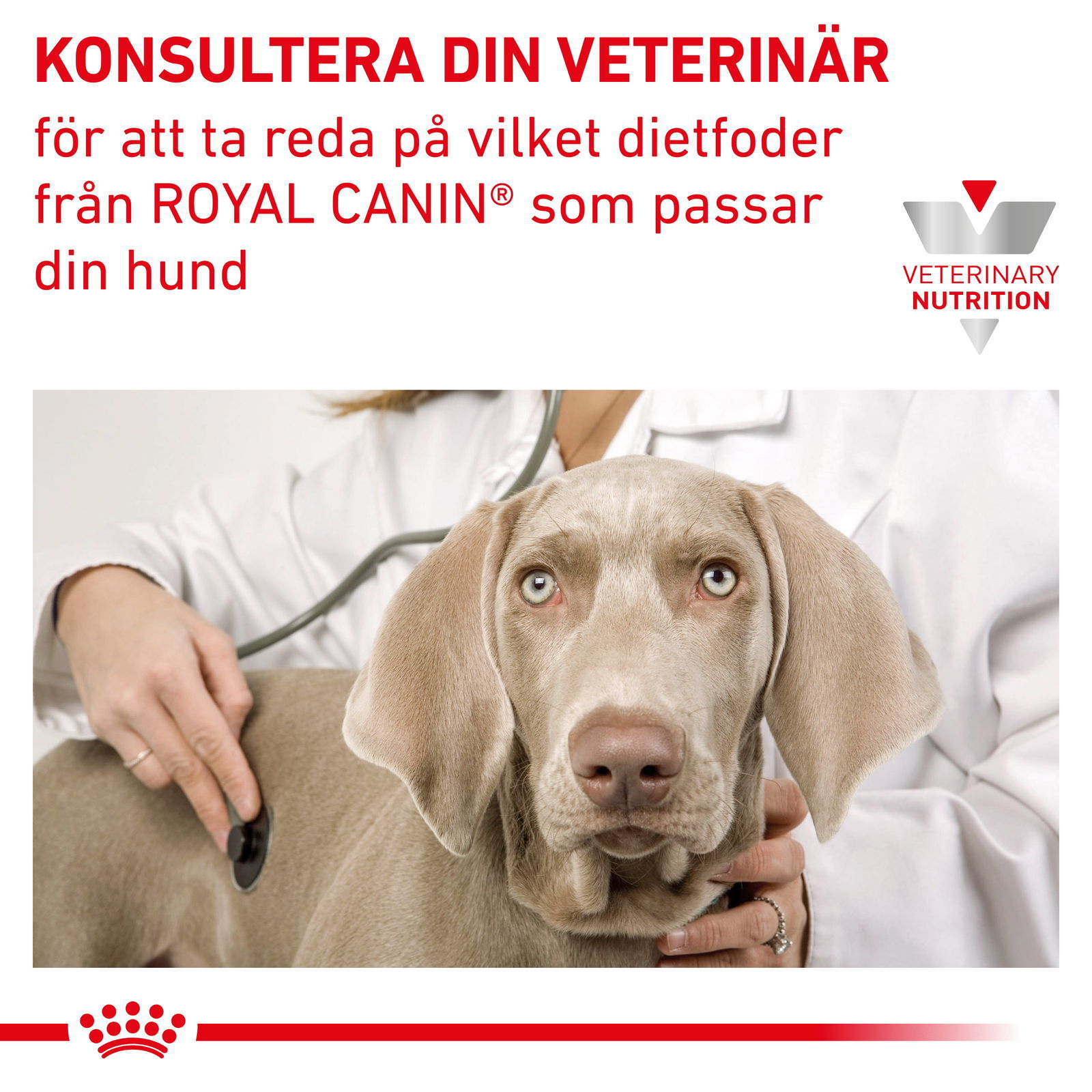 Royal Canin Veterinary Diets Vital Renal Small Dog torrfoder för hund