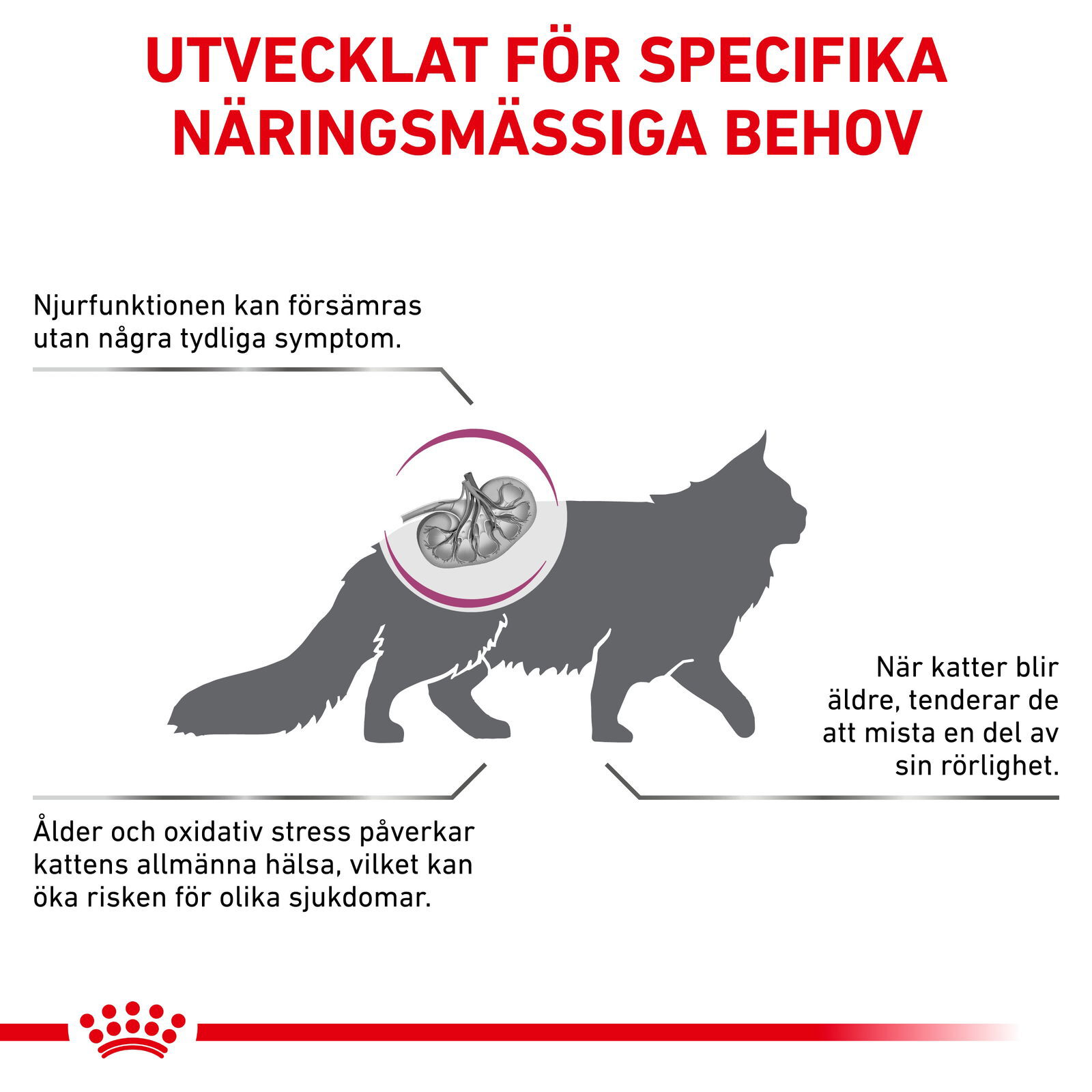 Royal Canin Veterinary Diets Vital Early Renal torrfoder för katt