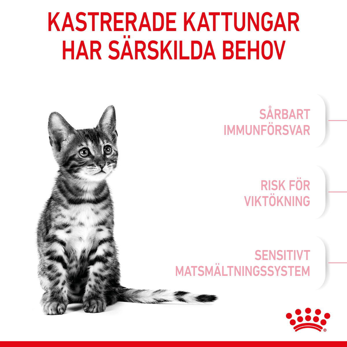 Royal Canin Kitten Sterilised torrfoder för kattunge