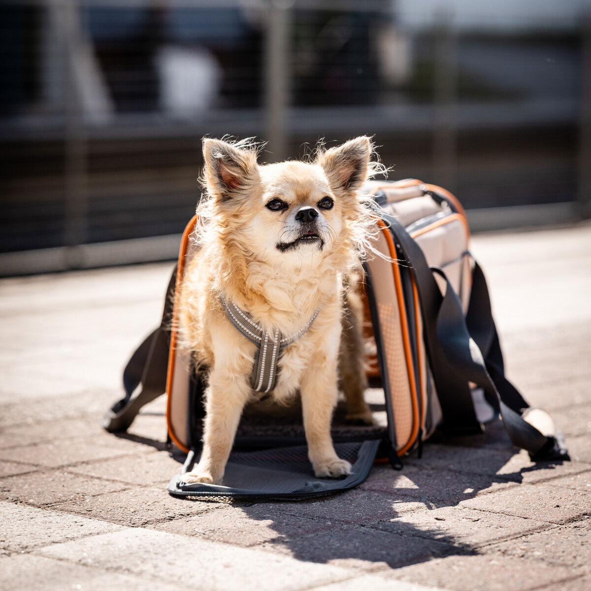 Feel Active Tour travel carrier with two expandable sides beige