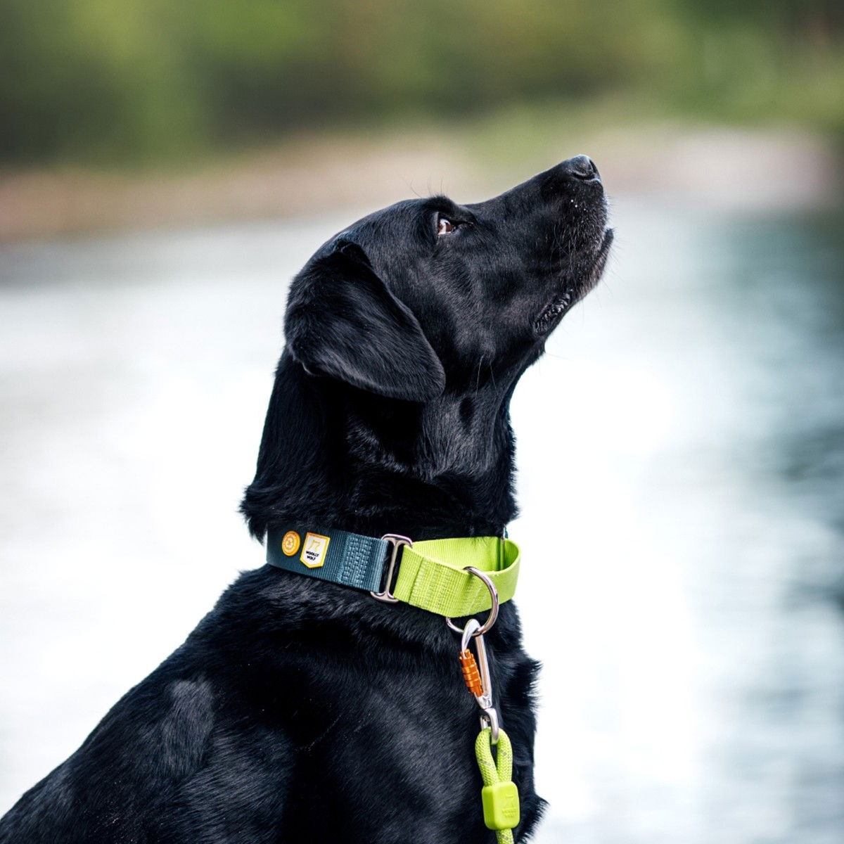Woolly Wolf Color Block Martingale Collar, Deep Teal Mix