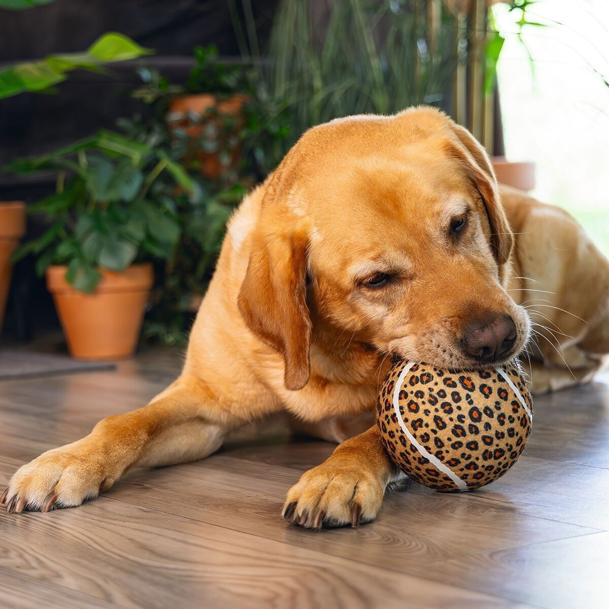 Beeztees Jungle Tennis Ball Panther