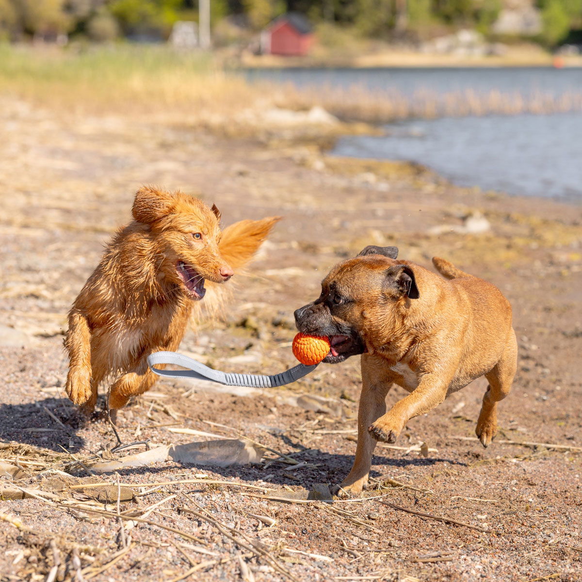 N-Gage Classic bungee handler orange