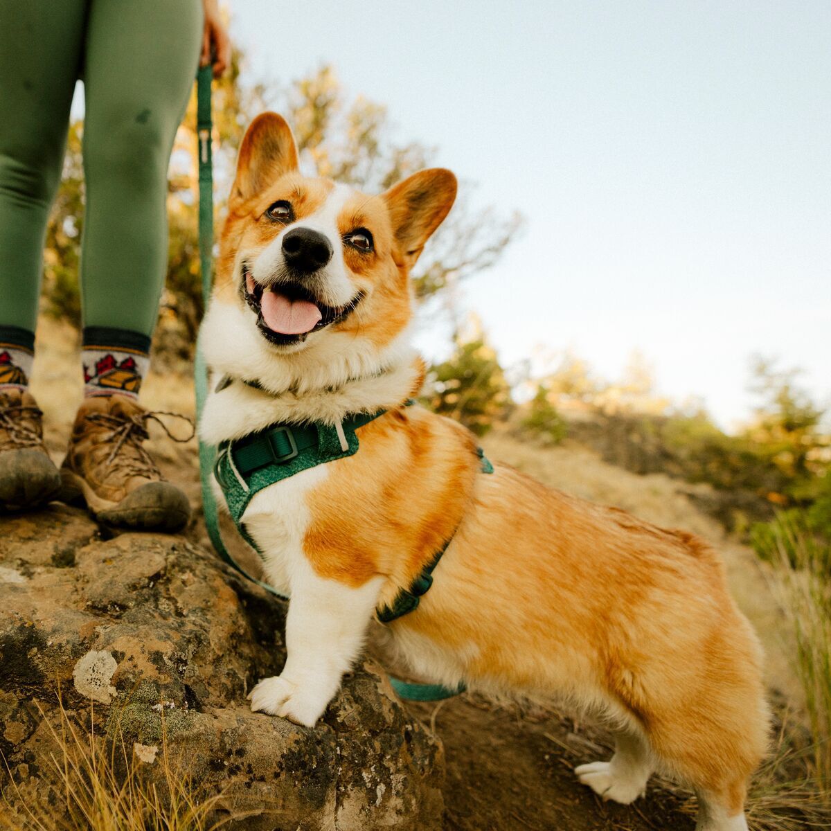 Ruffwear Front Range Flex Harness, Deep Teal