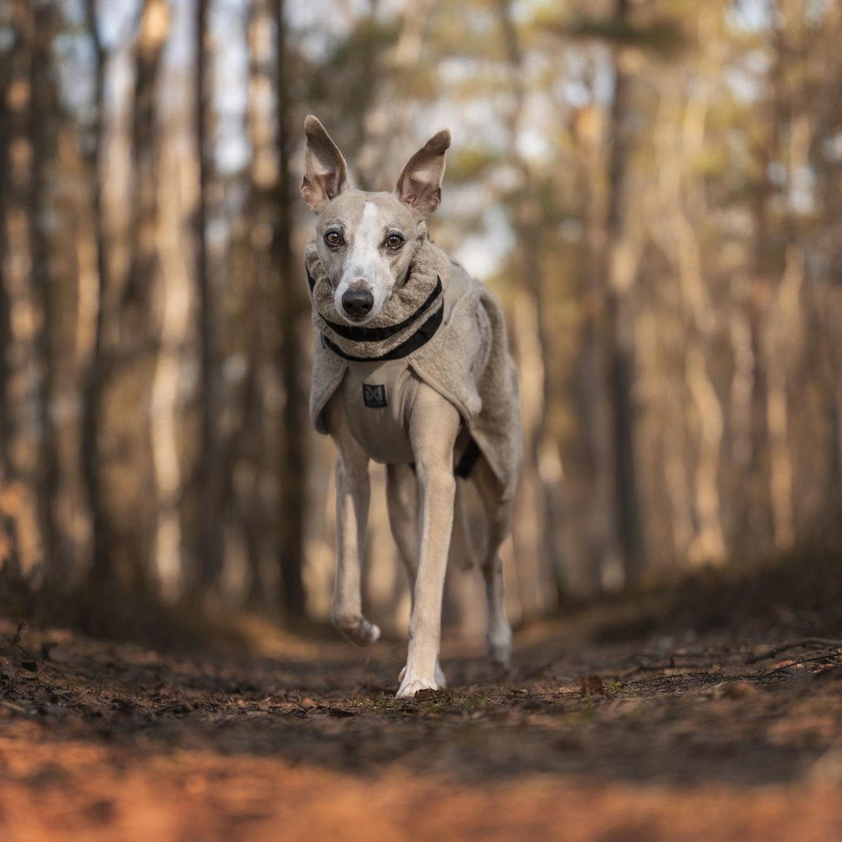 Non-Stop Wool dog jacket beige