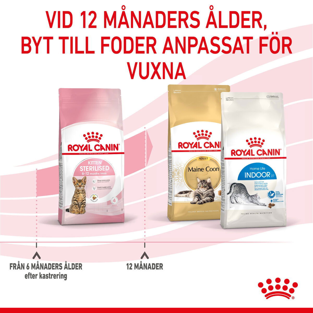 Royal Canin Kitten Sterilised torrfoder för kattunge