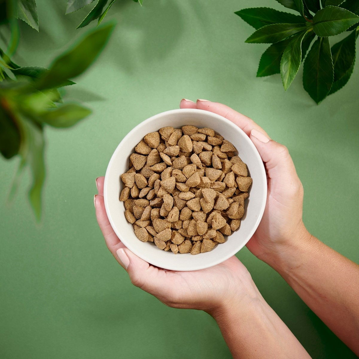 Purenatural Dog Sensitive Salmon