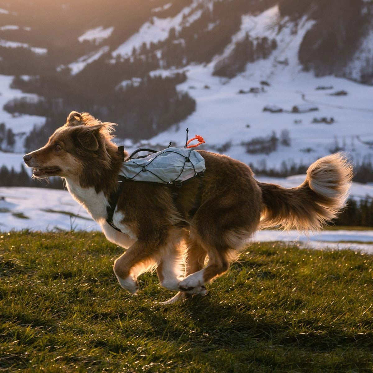 Non-Stop Trail Light dog backpack Glacier grey
