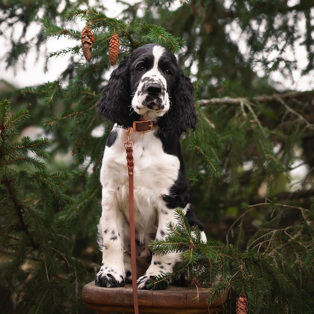 Tyylivoitto Braid leash, brown