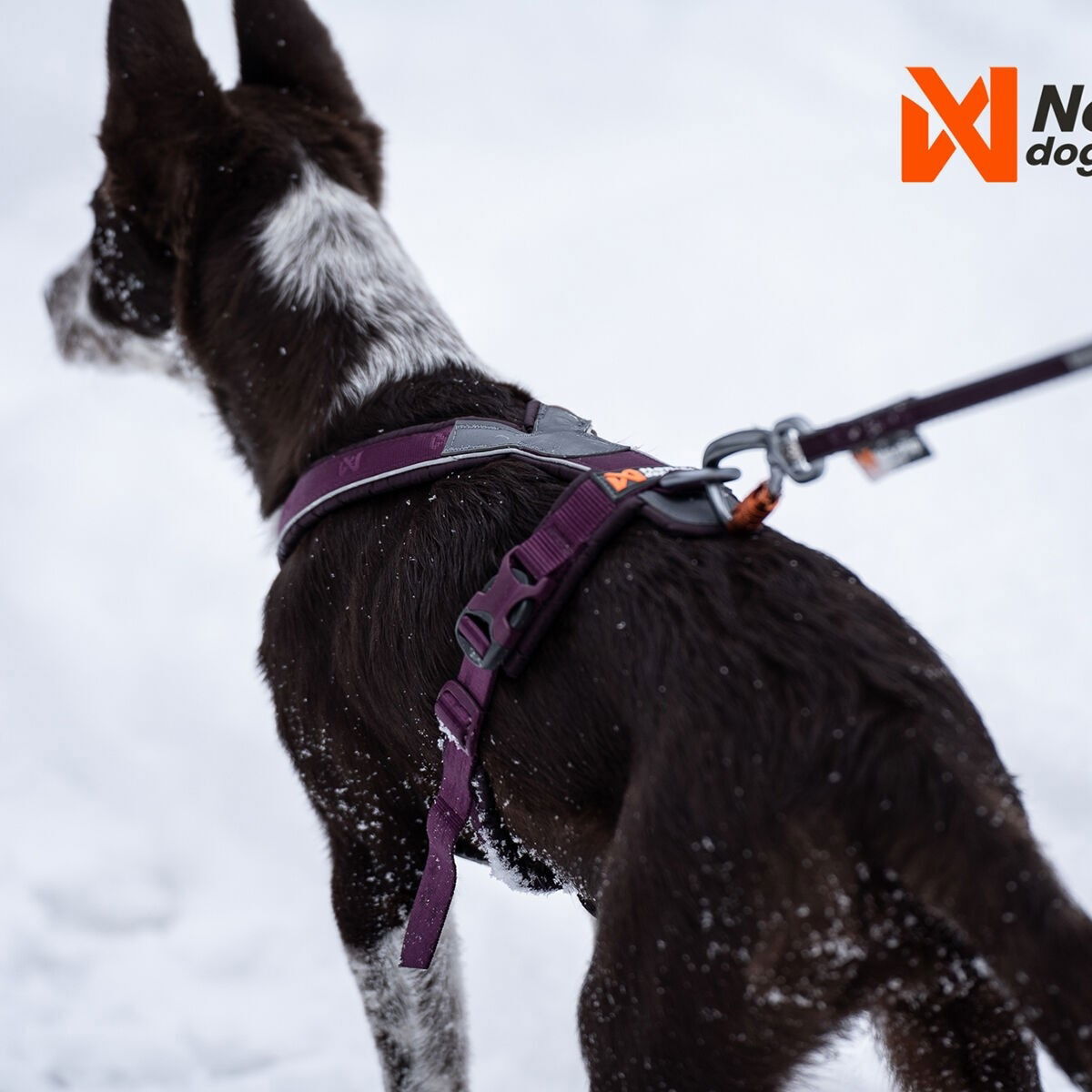 Non-Stop Line harness 5.0 purple