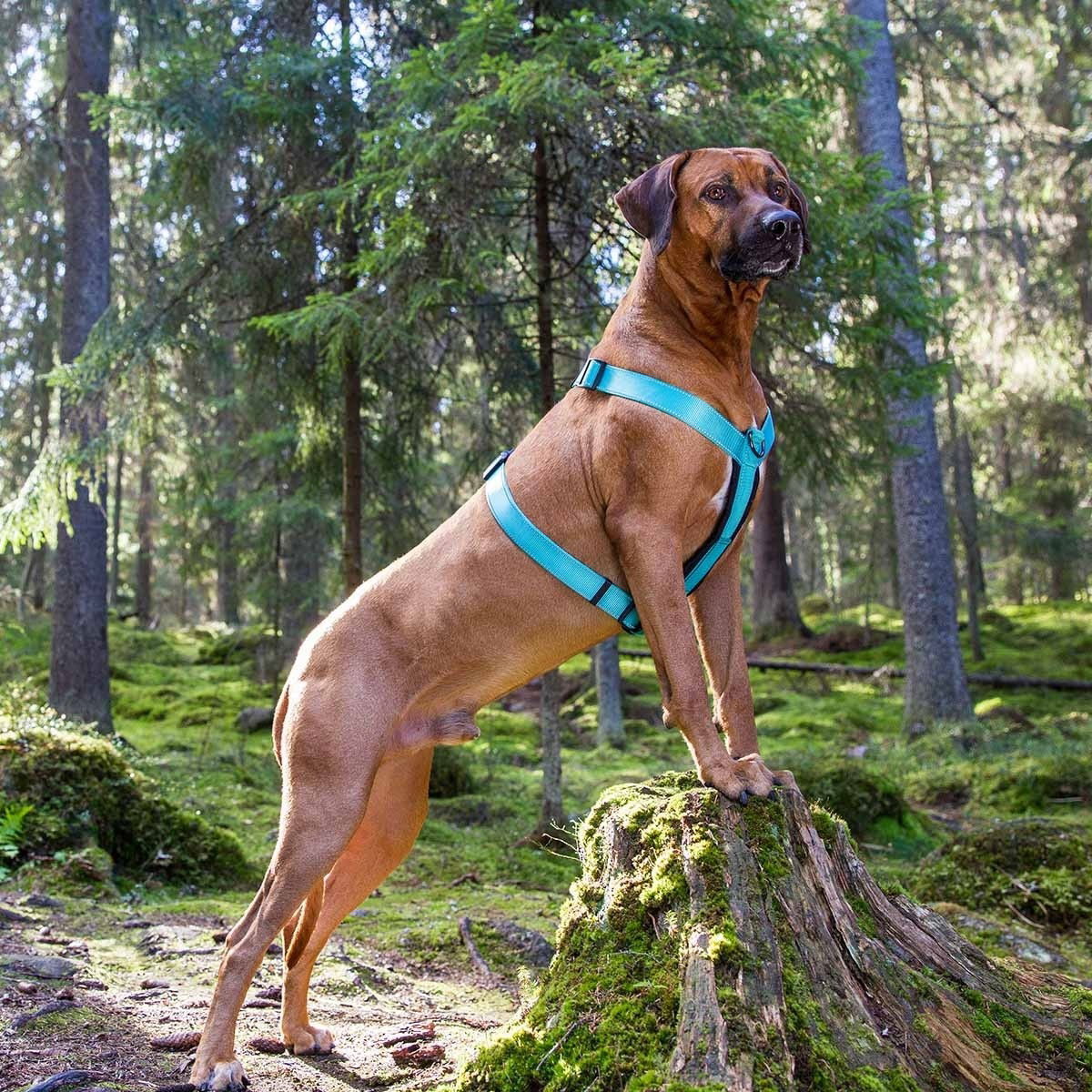 Rukka Form Polar Sele Turkos