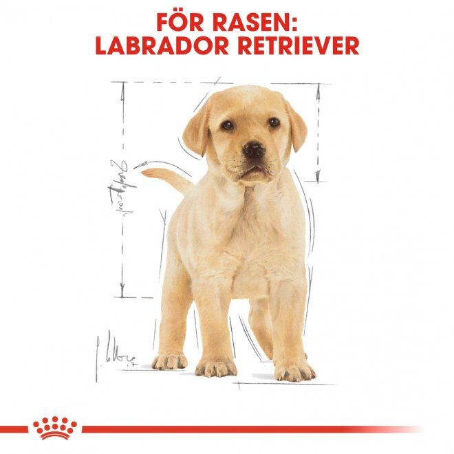 Royal Canin Labrador Retriever Puppy torrfoder för hundvalp