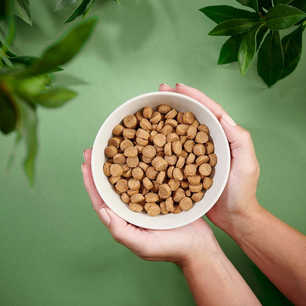 Purenatural Dog Adult Medium