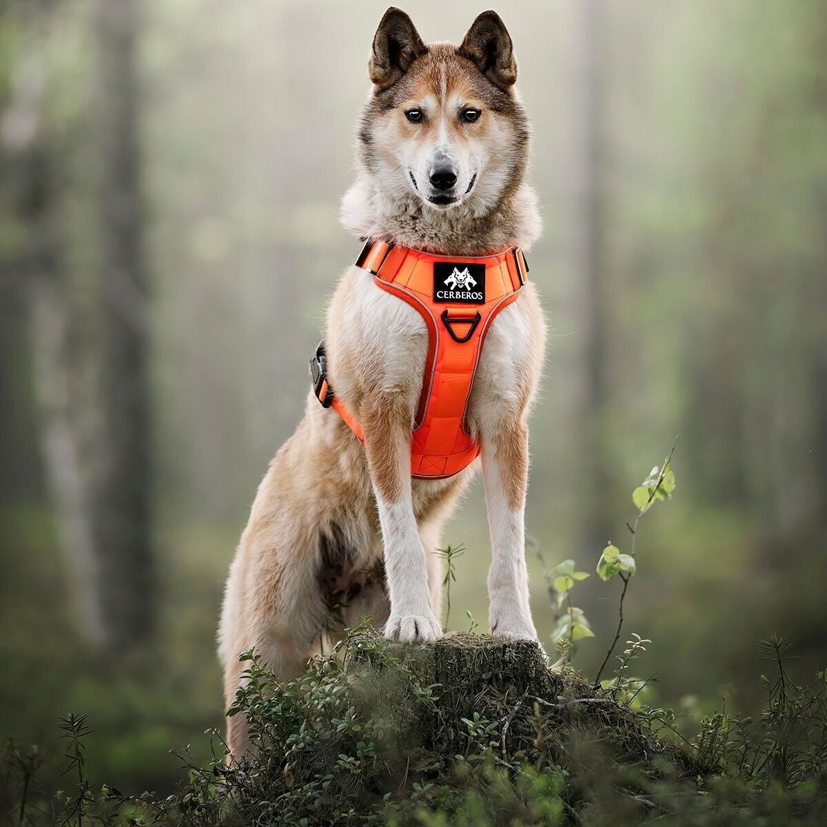 Cerberos Tactical harness Rescue Orange