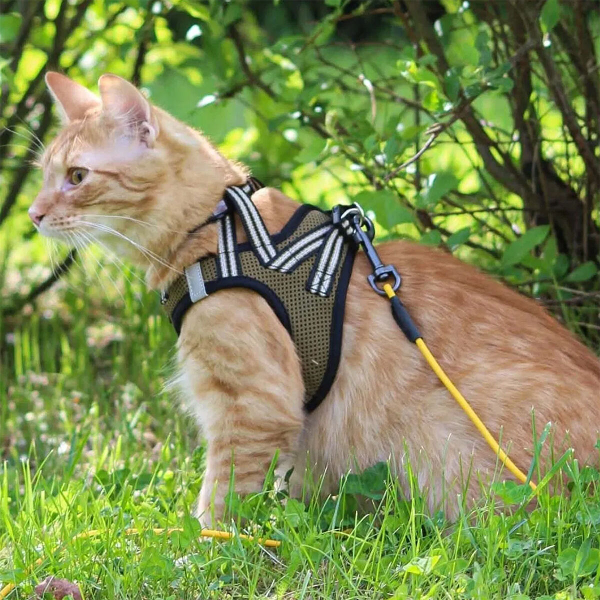 Basic Cat Sporty NoEscape harness green