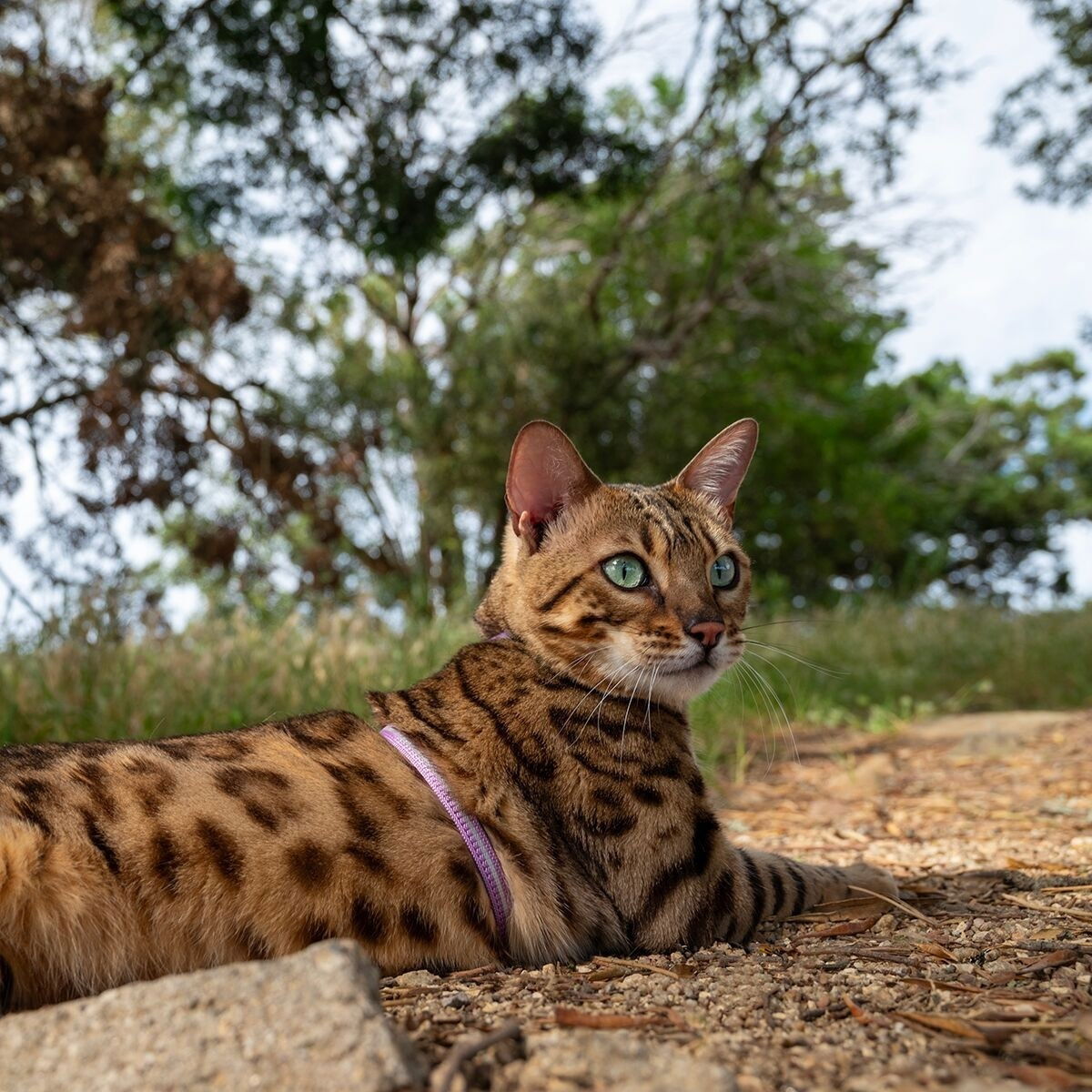 Rogz AlleyCat reflective harness with leash