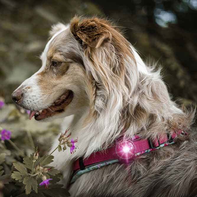 Orbiloc Dual Safety Light