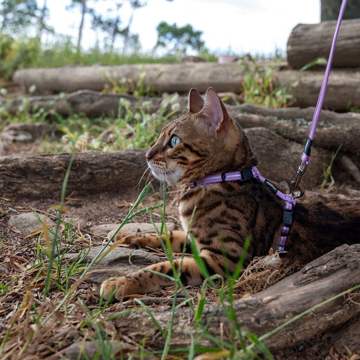 Rogz AlleyCat reflective harness with leash