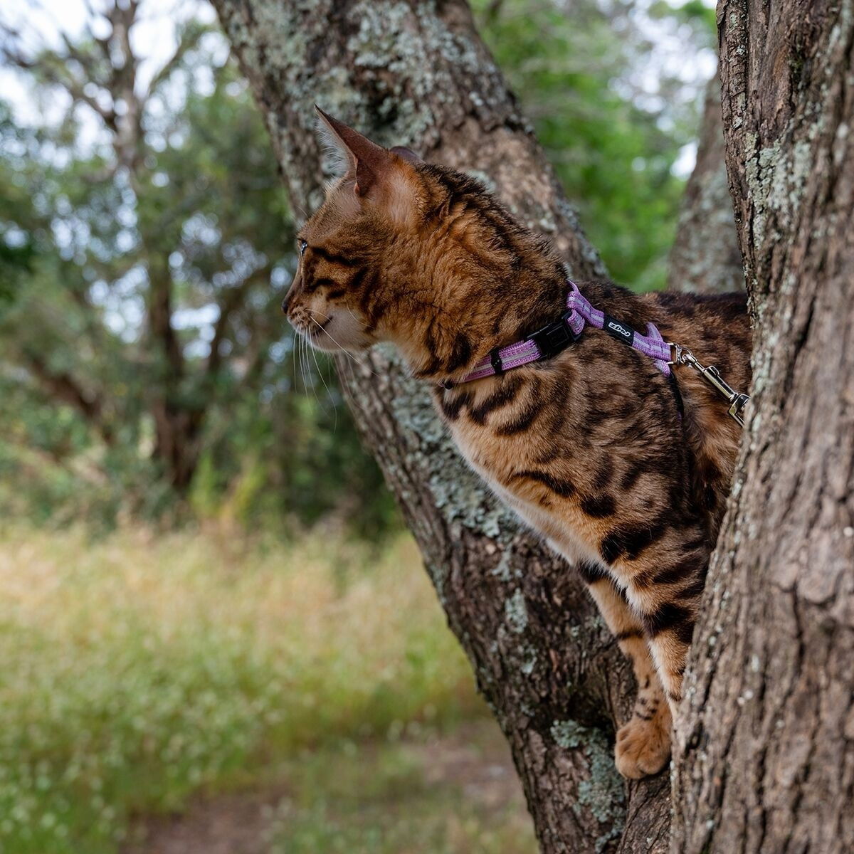 Rogz AlleyCat reflective harness with leash