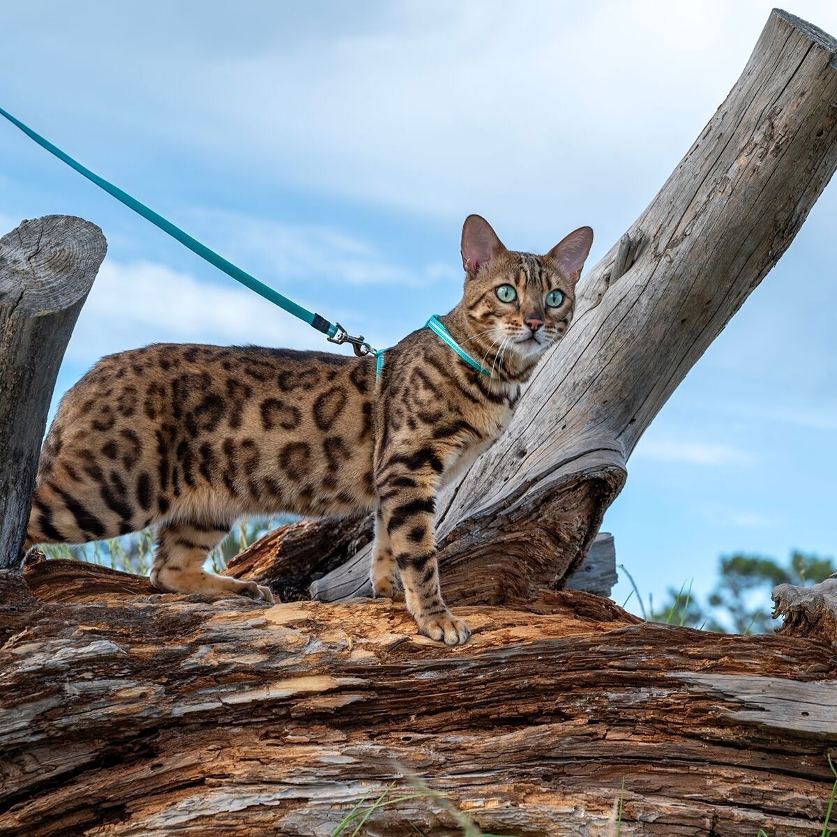 Rogz AlleyCat reflective harness with leash