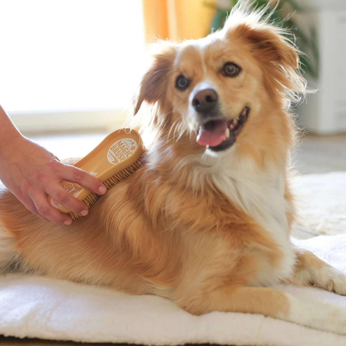 MagicBrush Dog Soft sandstorm