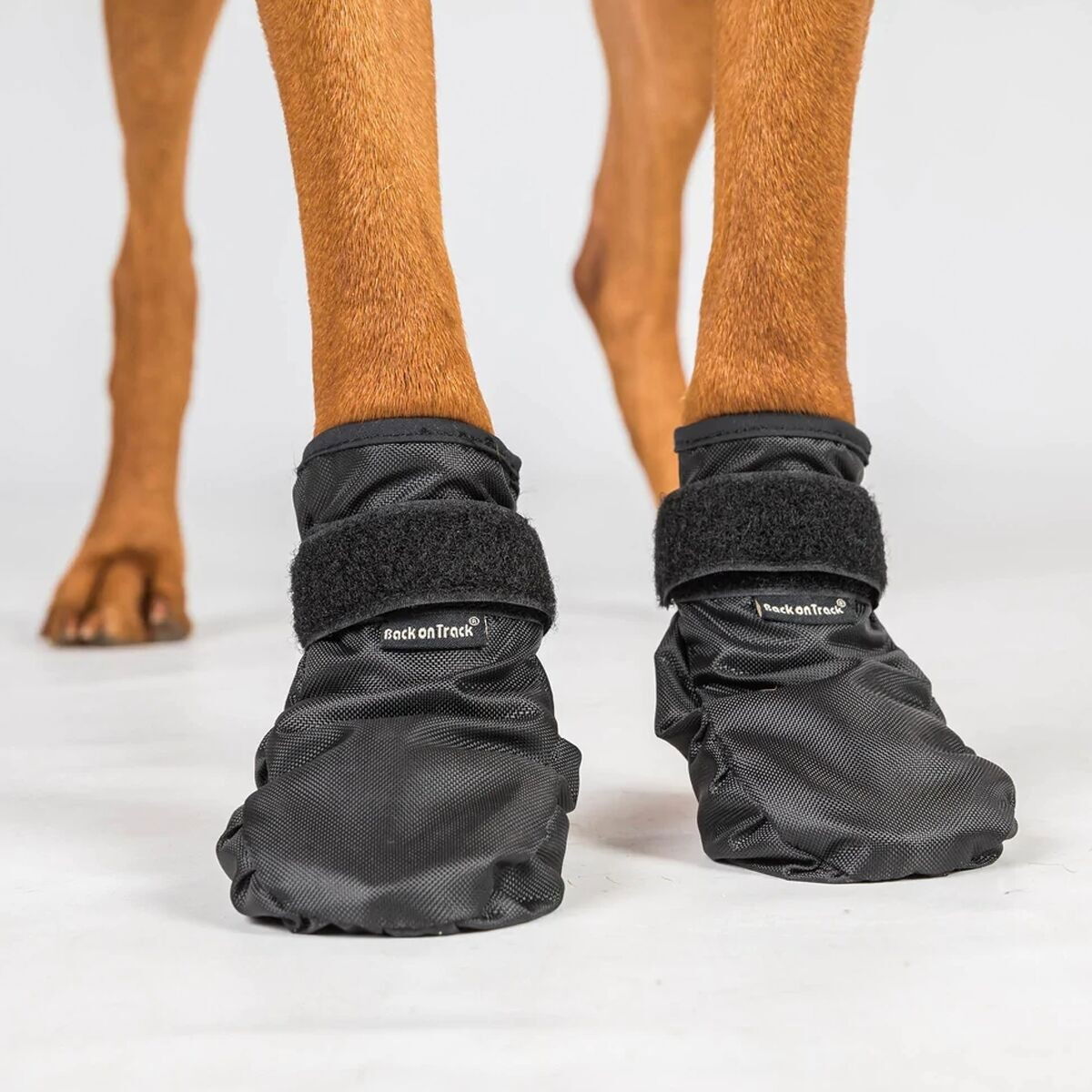 Back On Track Koda Pet Shoes